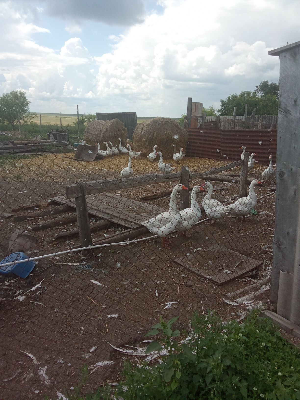 продается домашние гуси пароды губернатор