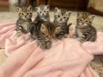 Продам котят скотиш фолд