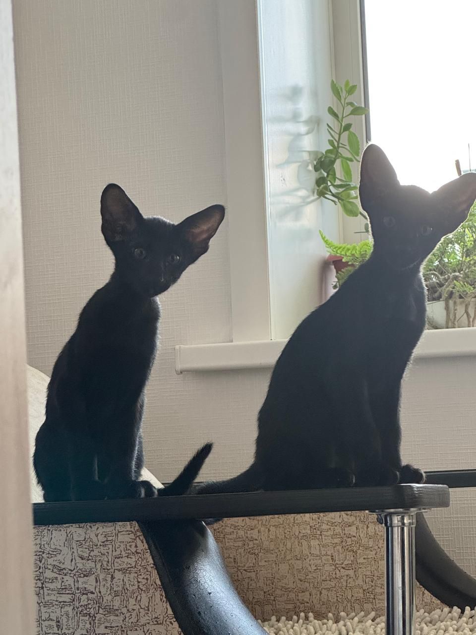 Продам ориентальные котята