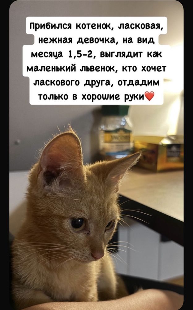 Отдам котенка в хорошие руки