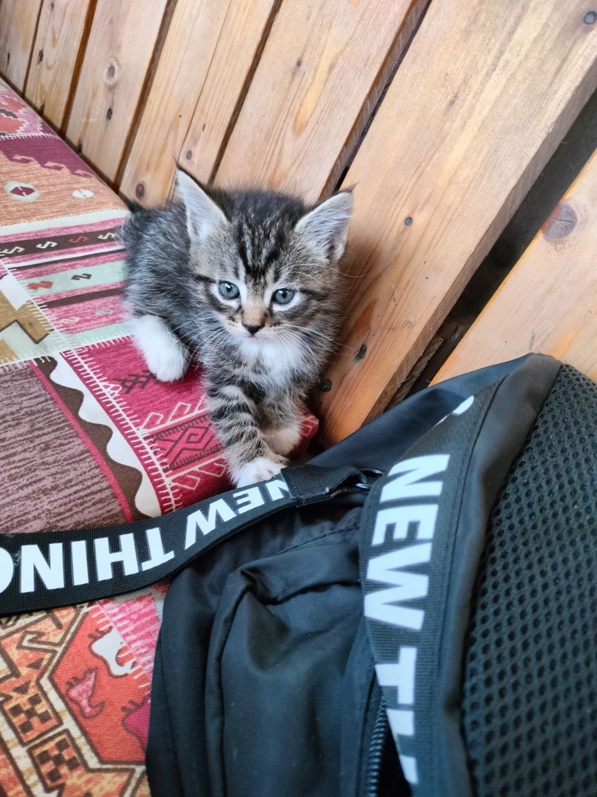 Котята метисы ( мышеловы)