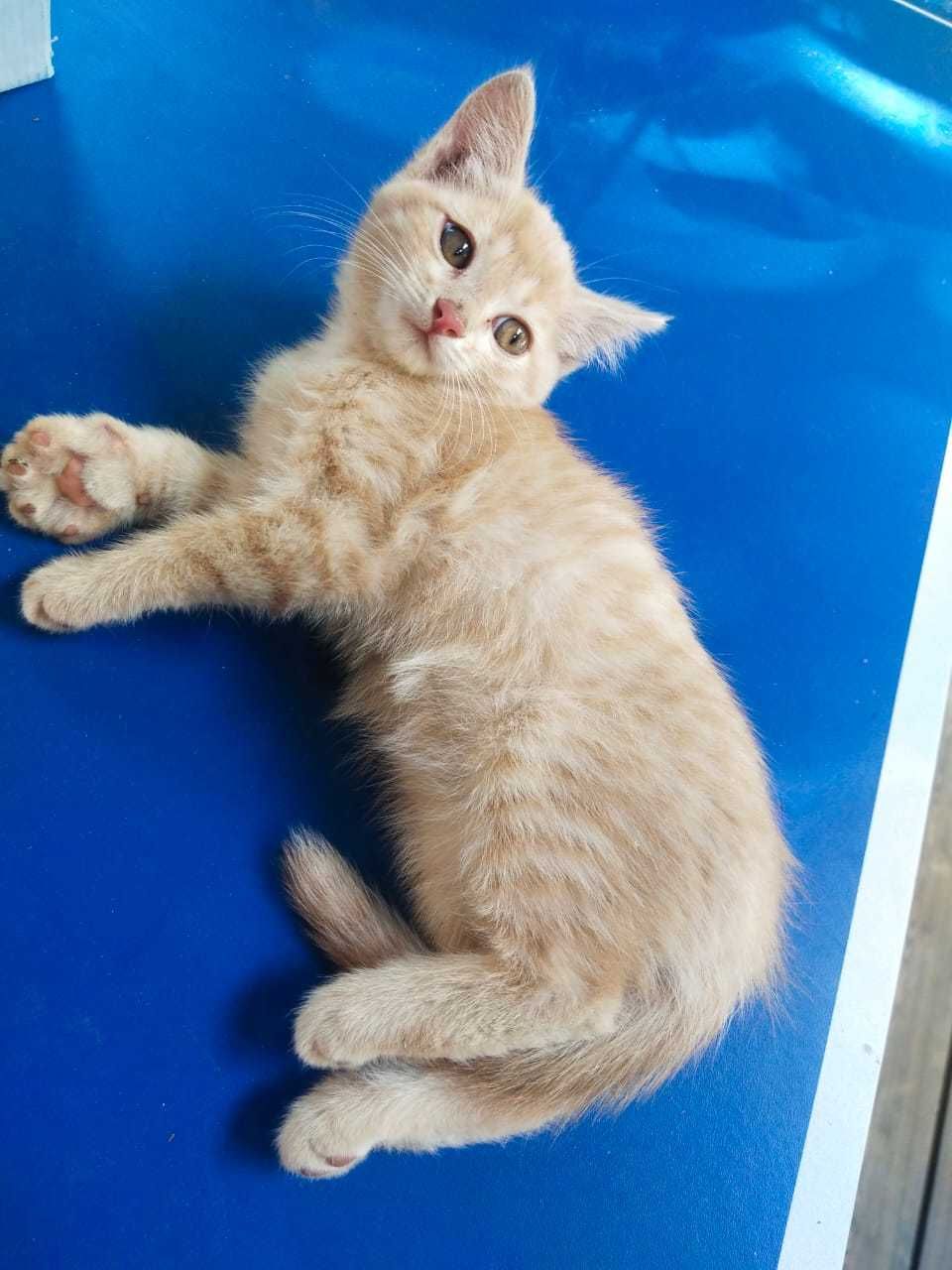 Котята бесплатно трёх цветные. Говорят к счастью.