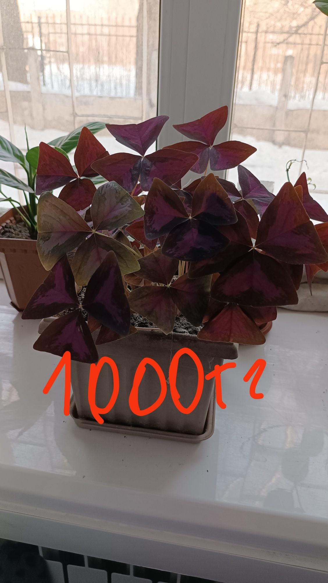 Продам комнатные цветы