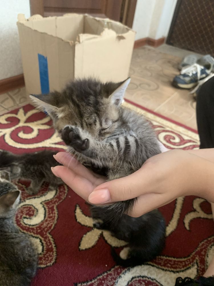 Нашел котят, отдам в хорошие руки 2 мальчика 2 девочки