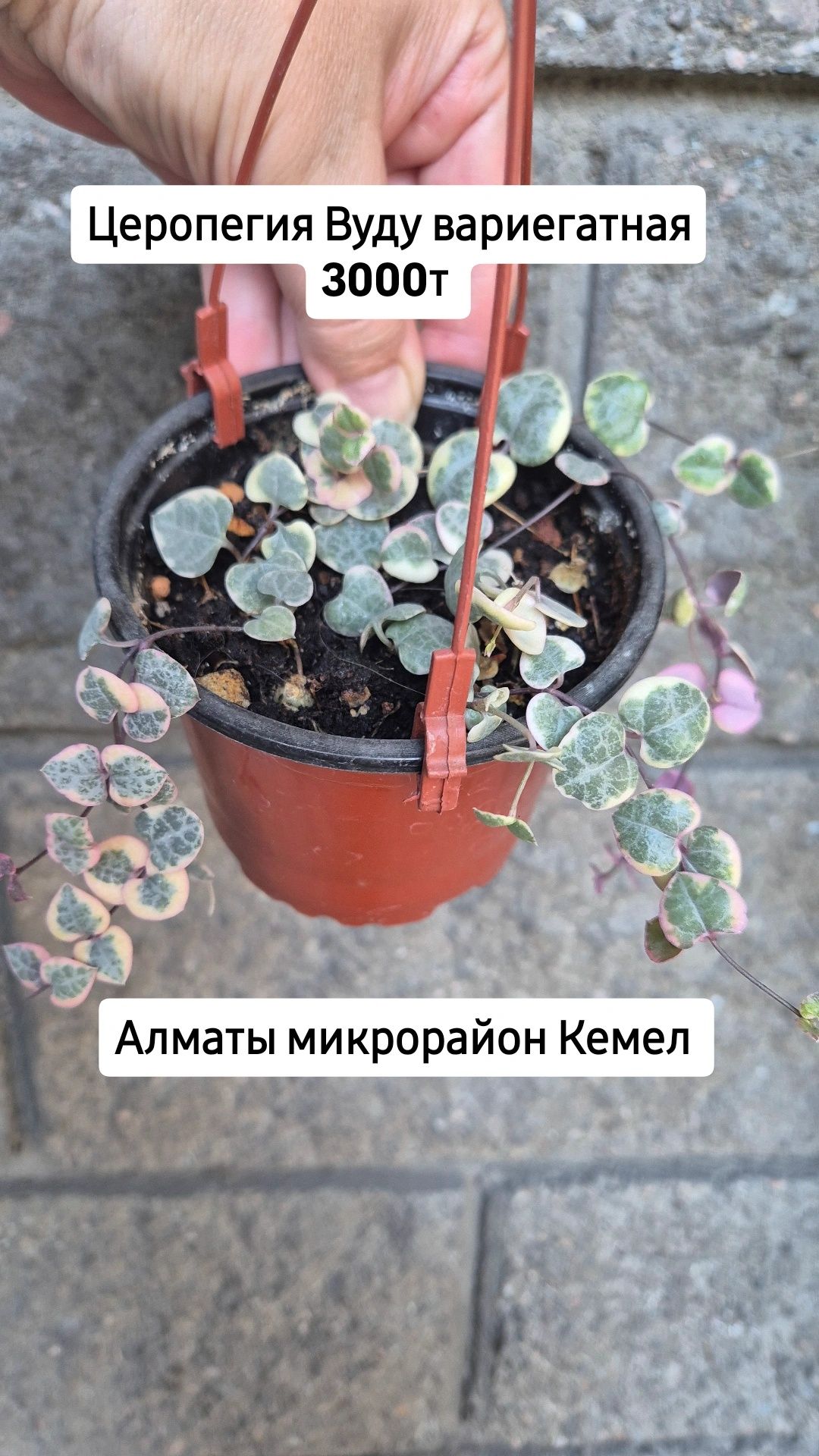 Комнатные растения