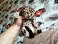 Котятки Шотландской Породы.