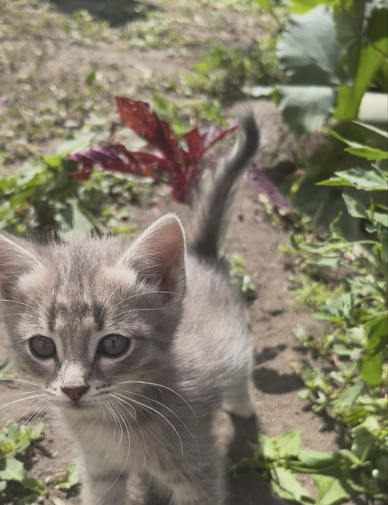 Отдам котят в хорошие руки бесплатно)