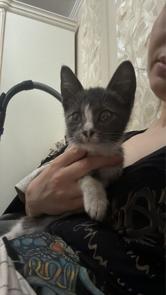 Полубританский котенок. Возраст 2,5 месяца