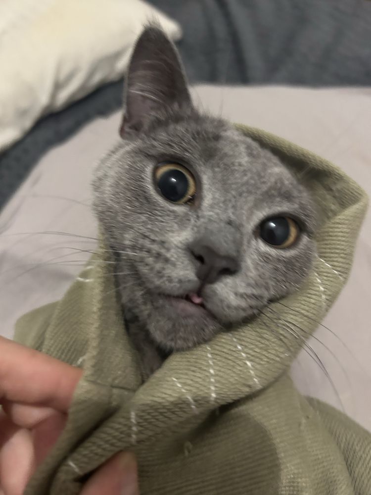 Котик подростк в добрые руки