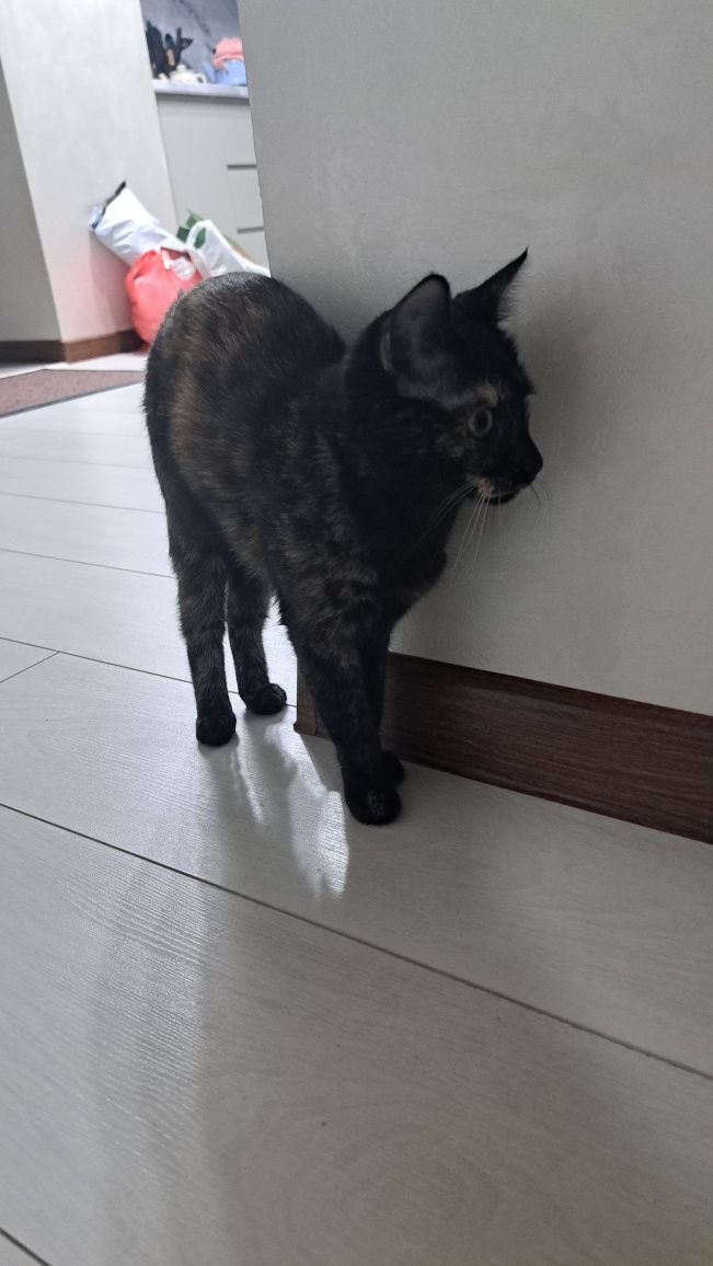 кошки отдам бесплатно
