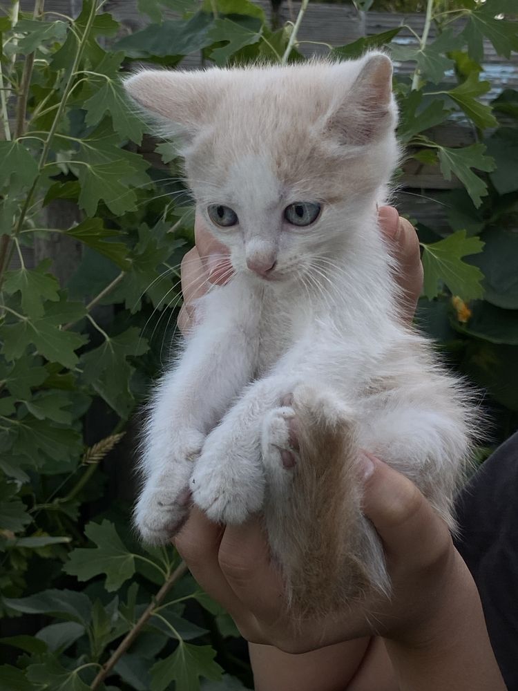 Отдадим котят в хорошие руки!