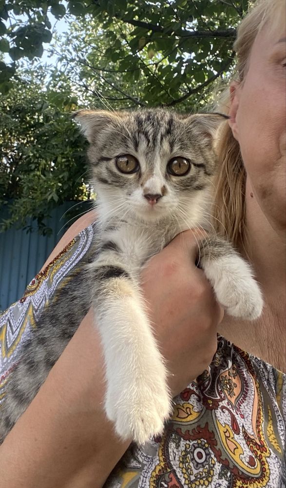 Отдам вислоухого котенка от приюта, девочка 2 мес.