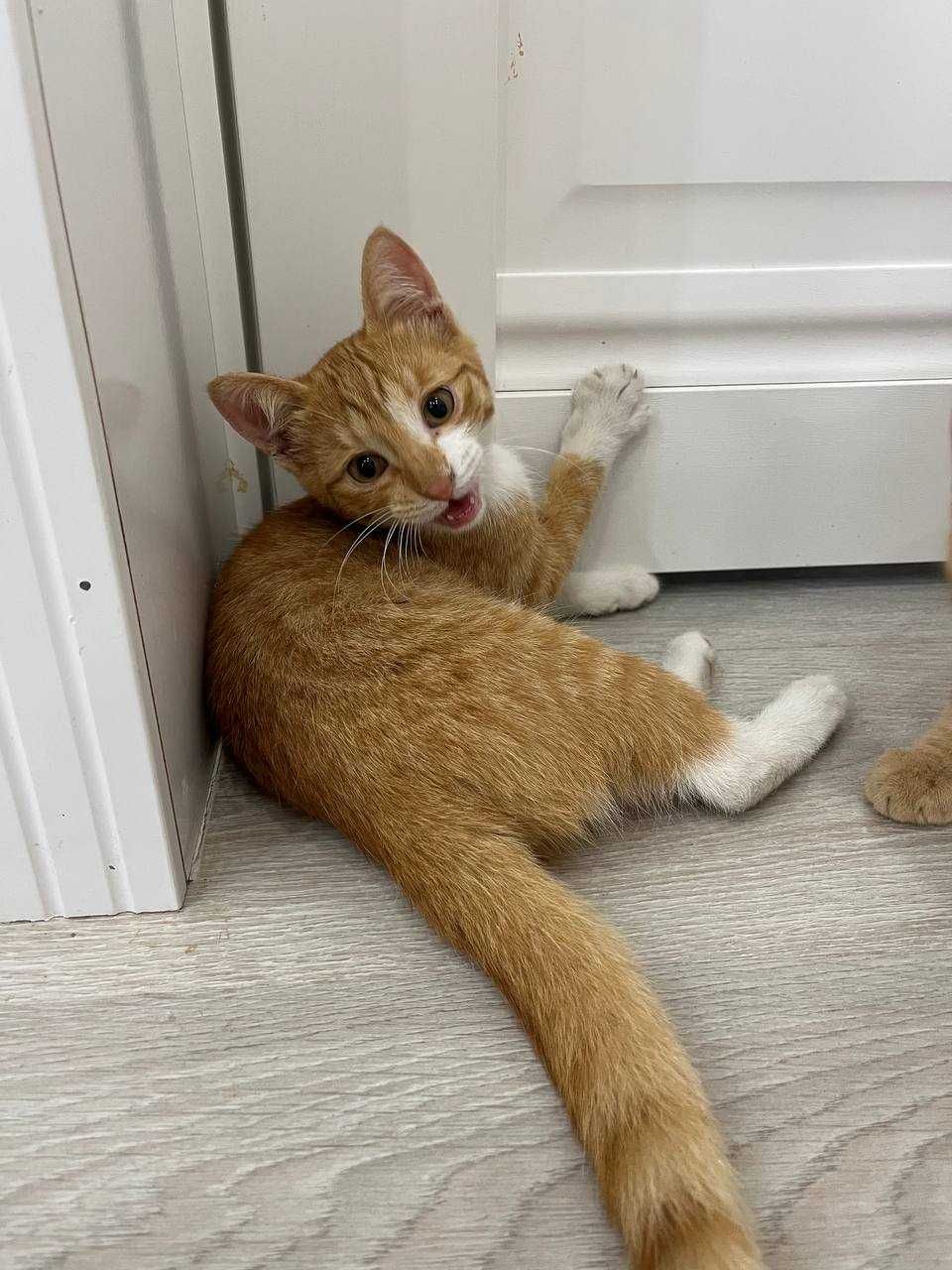 КОТЯТА ищут опекунов
