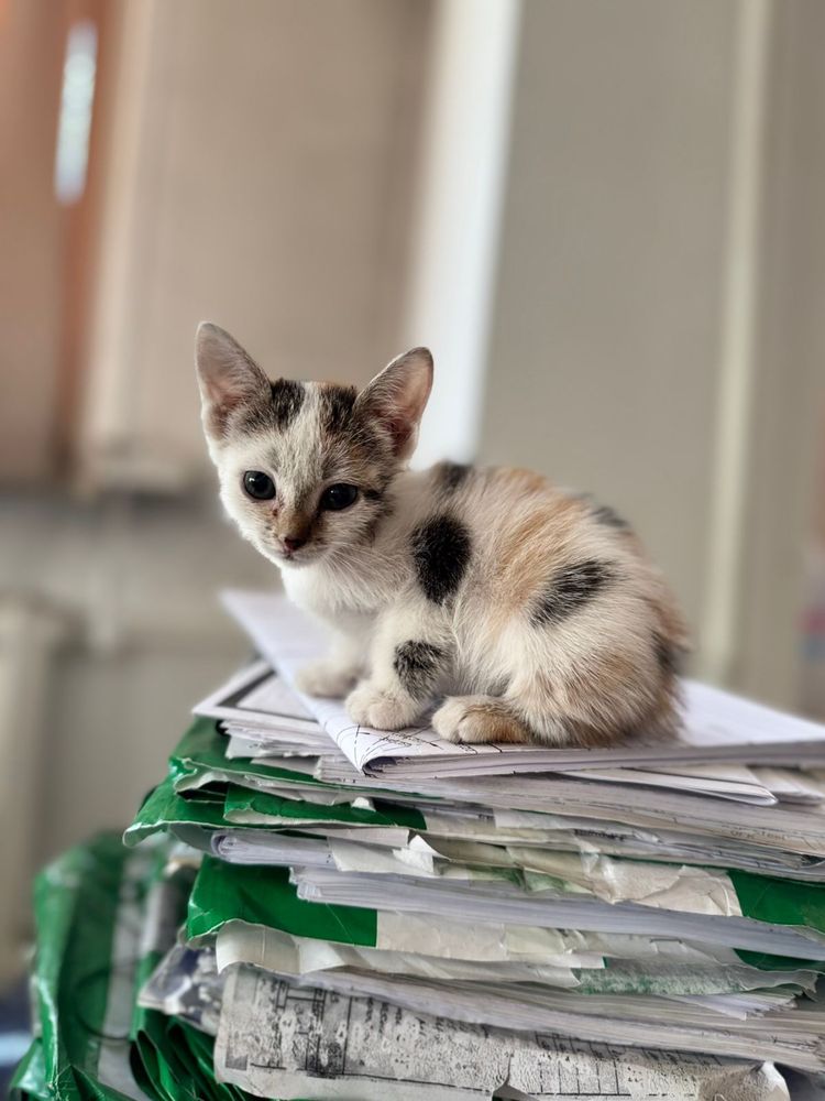 Отдам котят в отвественные и добрые руки!