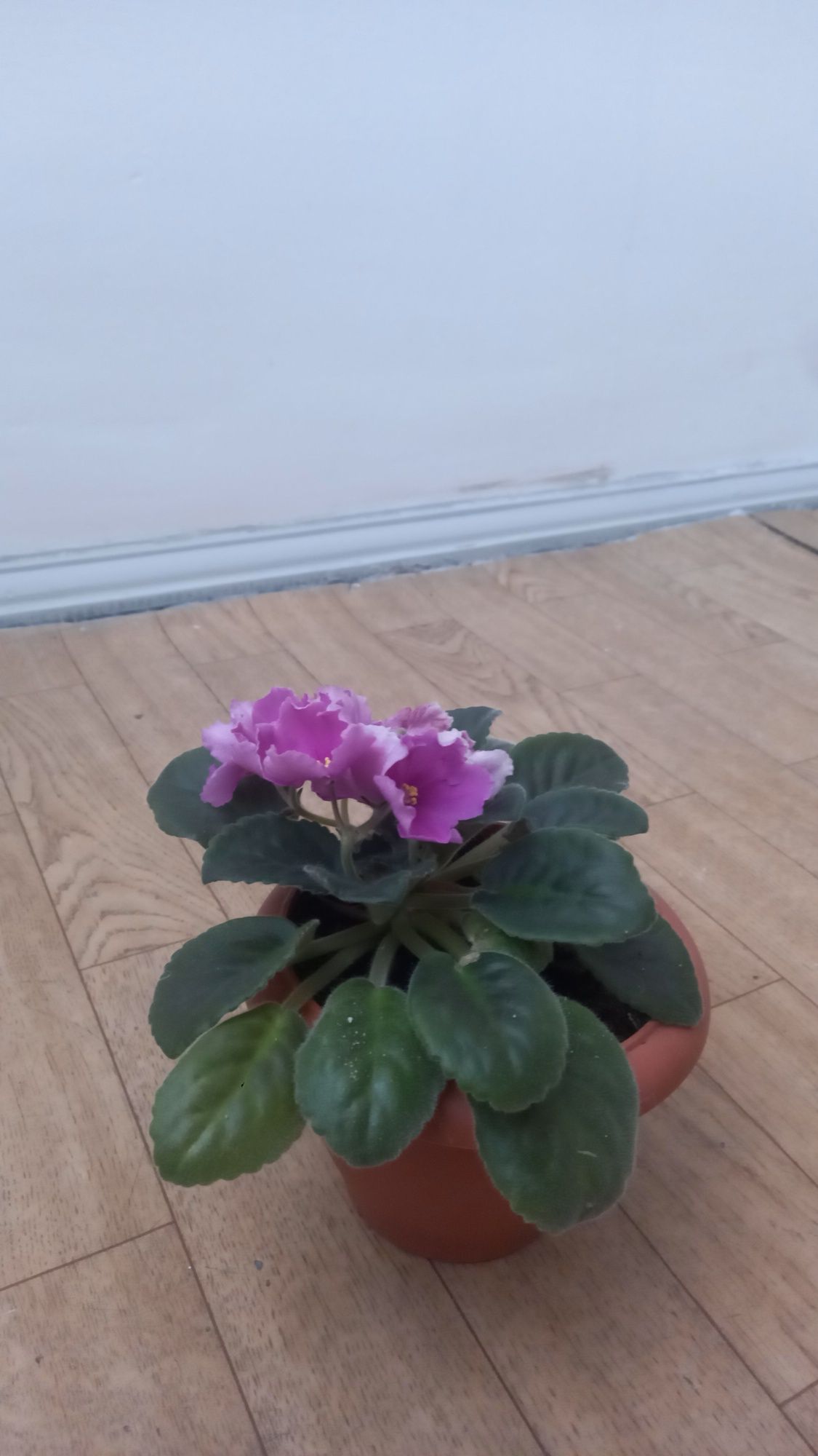 Продам фиалки разноцветные