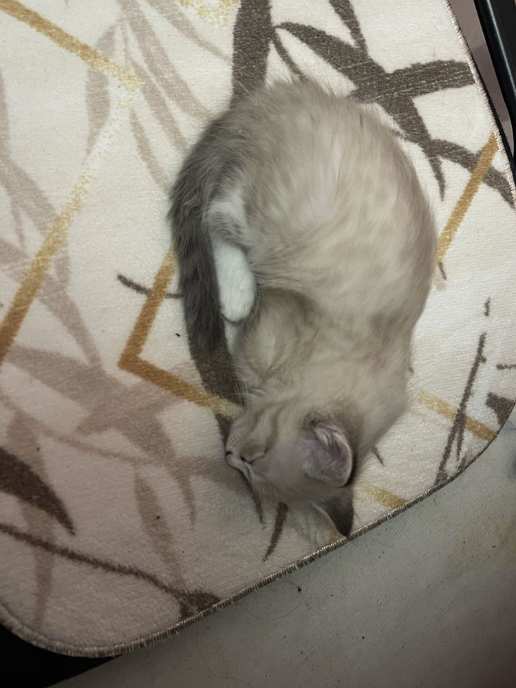 Кот 1 месячный, мальчик