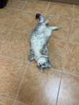 Отдам кошку в хорошие руки