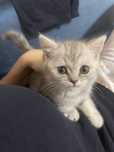 Котенок 1.5 месяца