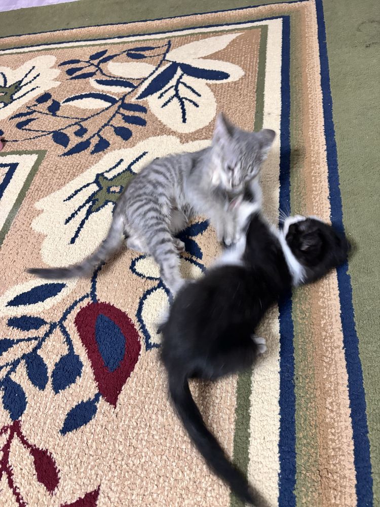 Отдам милого котика!