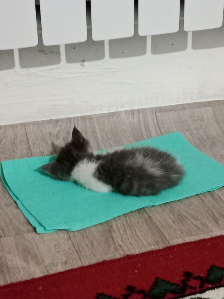 Отдам котёнка мальчика в добрые руки! Очень послушный