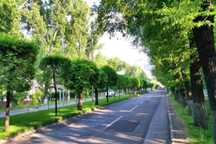 Посадка деревьев, озеленение, саженцы