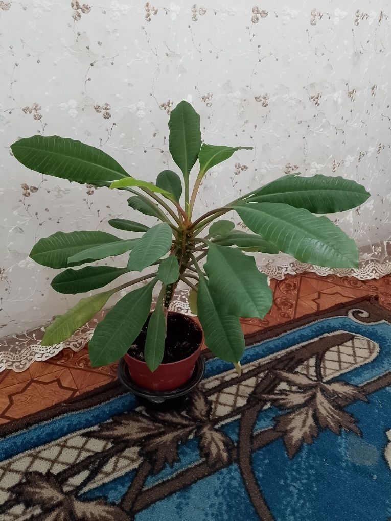 Комнатное растение