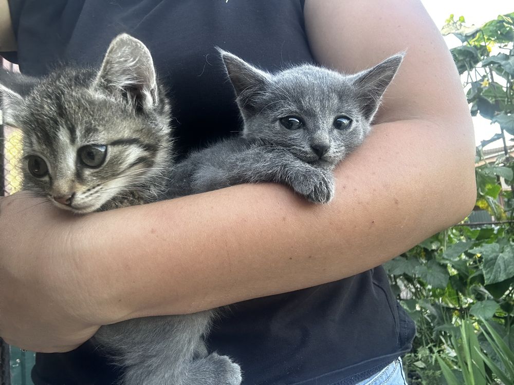 Отдам котят, мальчик и девочка