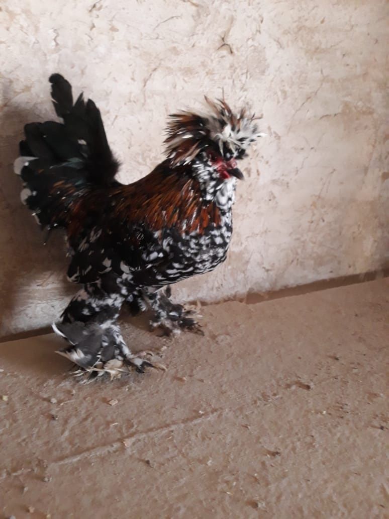 Карликовые куры продажа