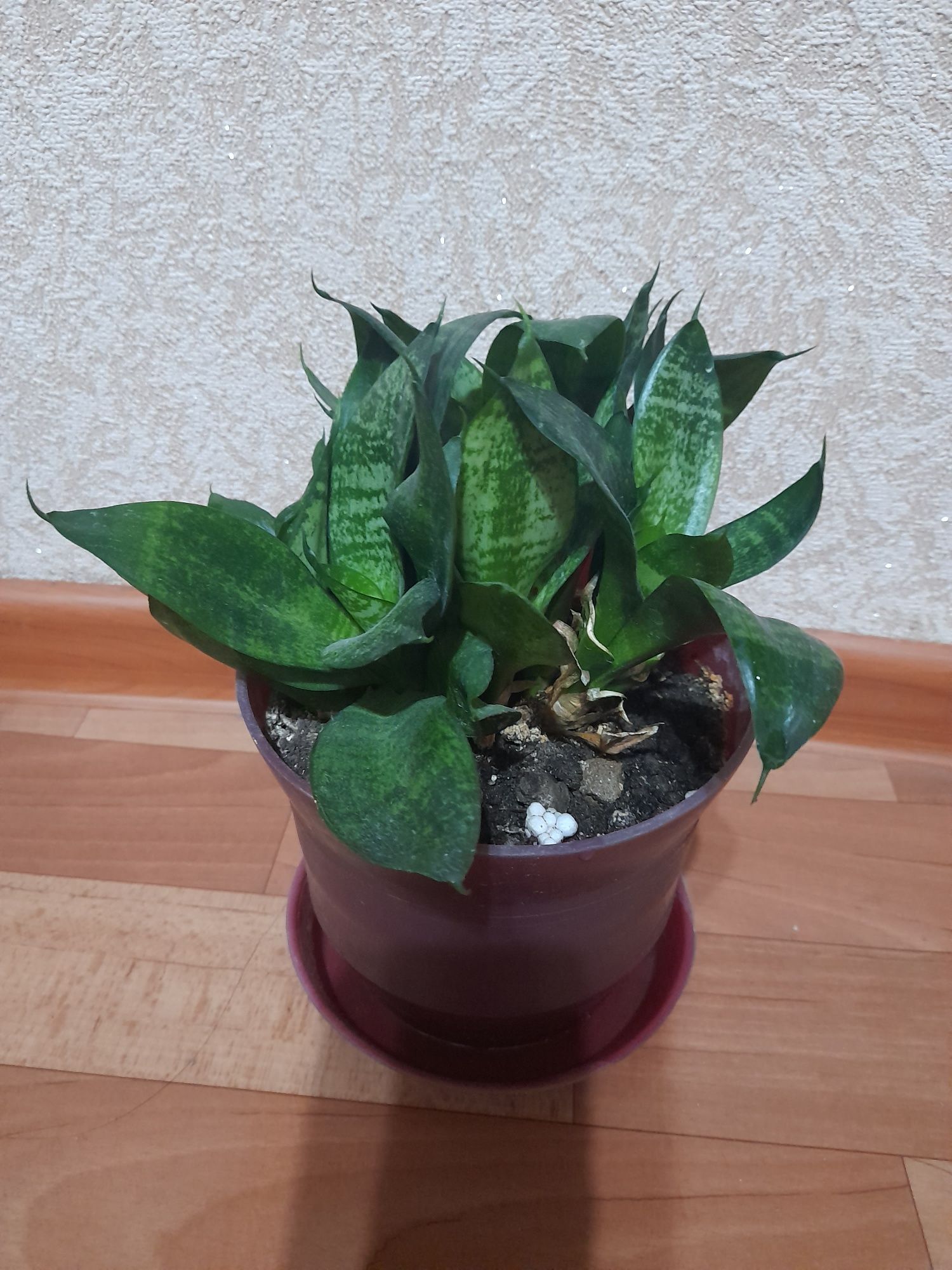 Продам комнатные цветы