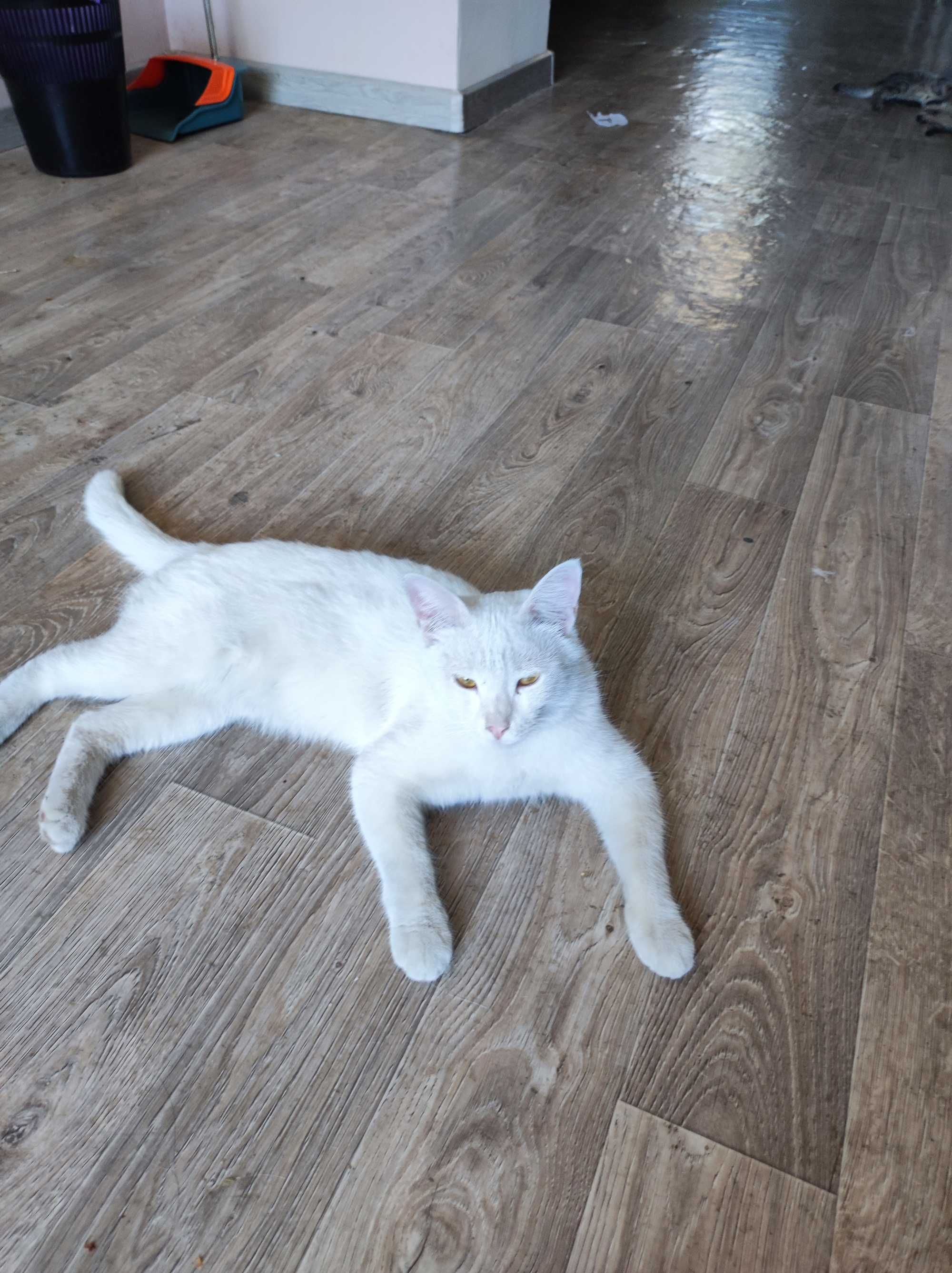Милые котята бесплатно