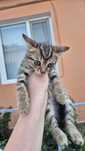 Котёнок окрас Табби