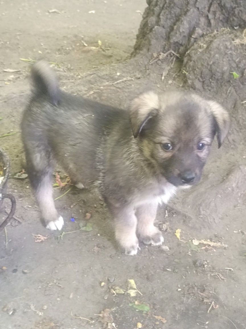 Отдам бесплатно щенков