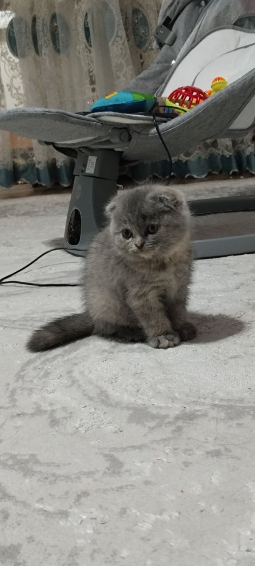 мысык кошка оте жақсы