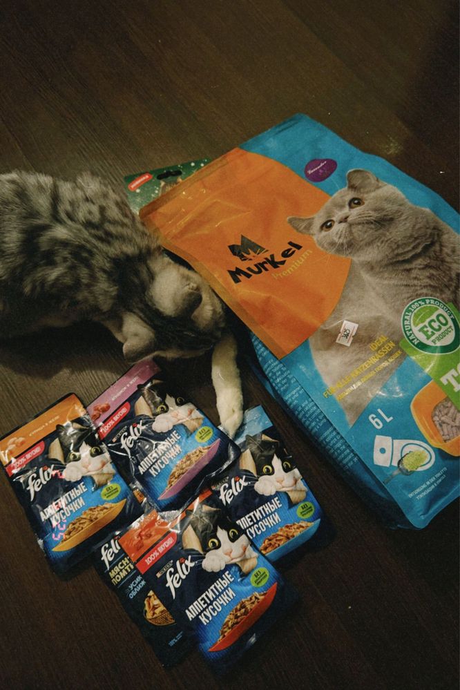 Кот домащний чистый