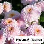 Продам укорененные черенки хризантемы мультифлоры..