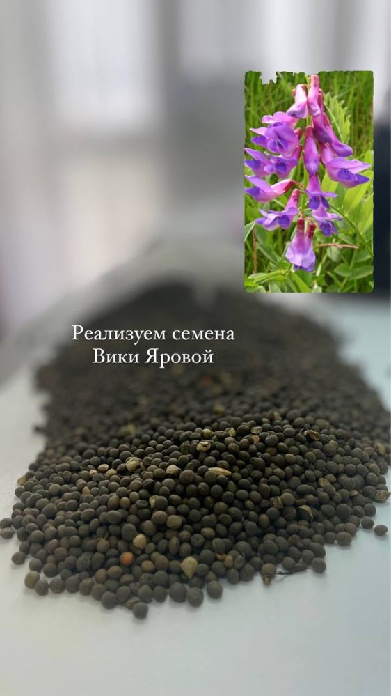 Семена житняка, эспарцета, суданки