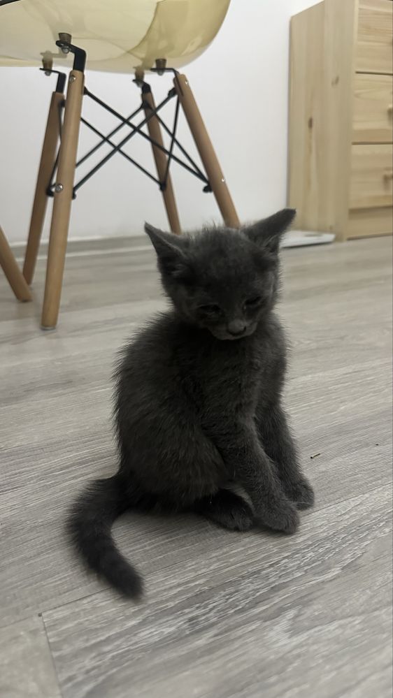 Котёнок в хорошие руки!