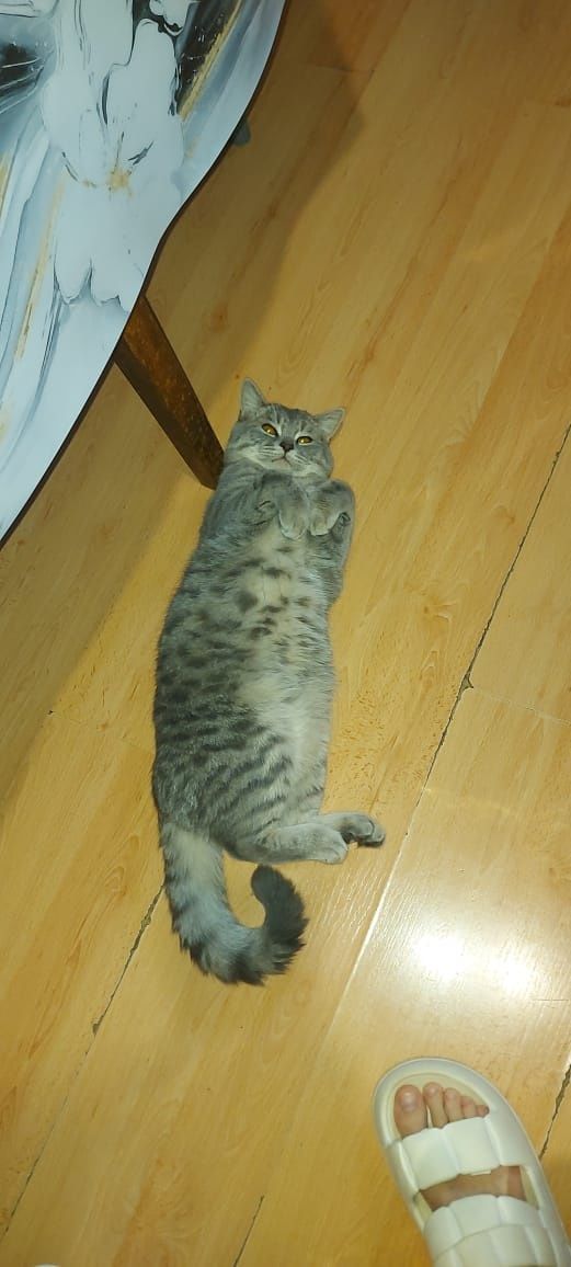 Кот бесплатно дворняга