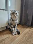 Отдам кота в хорошие руки