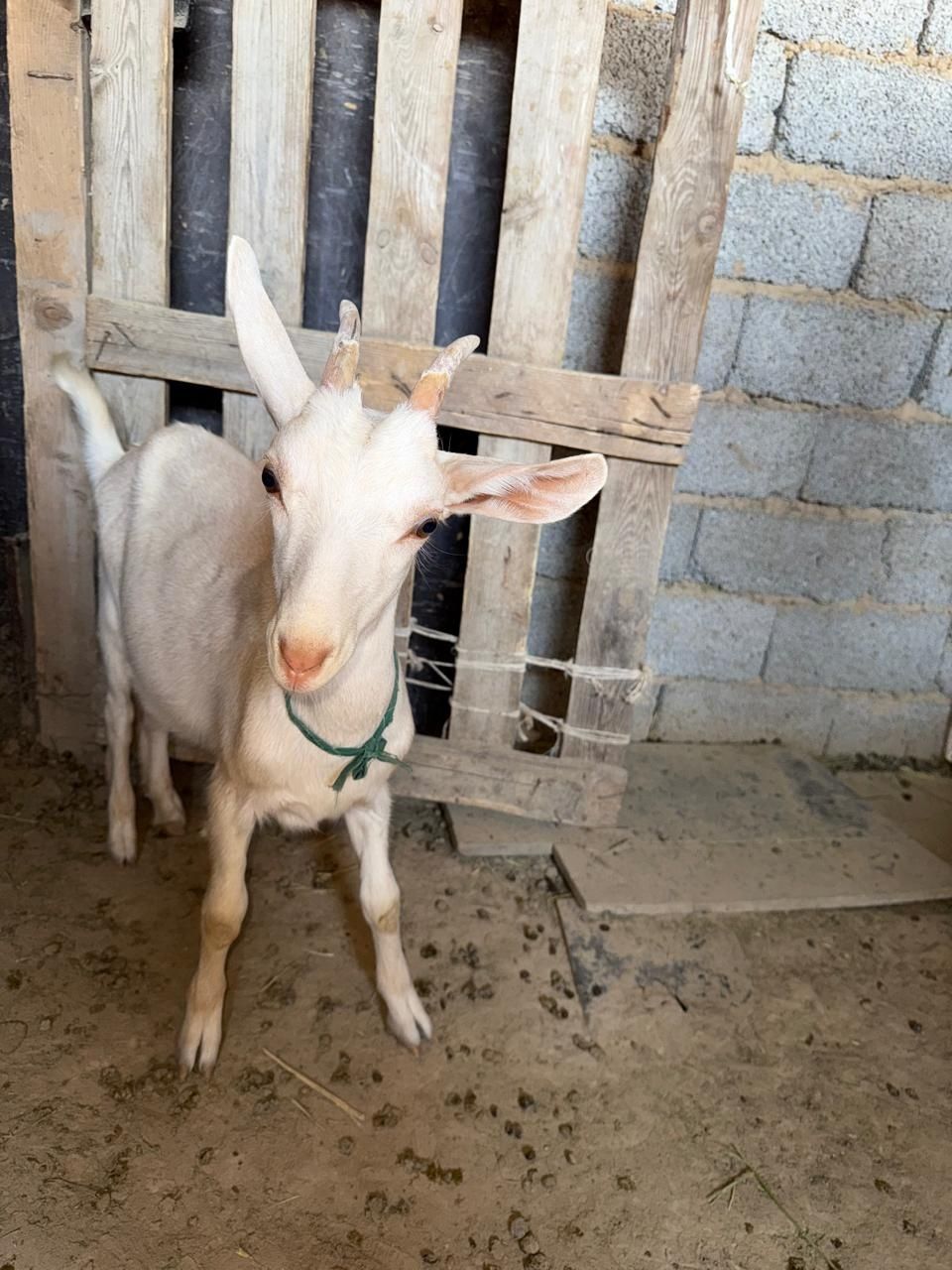 Лактар салыталы 3 айлык