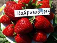 Клубника ремонтантная саженцы продам