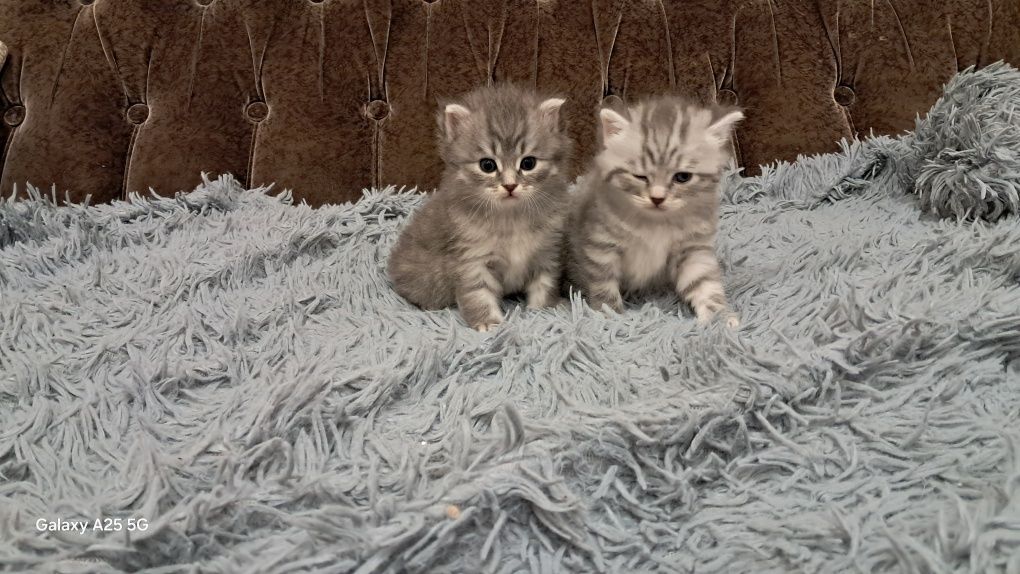 Отдам в добрые руки
