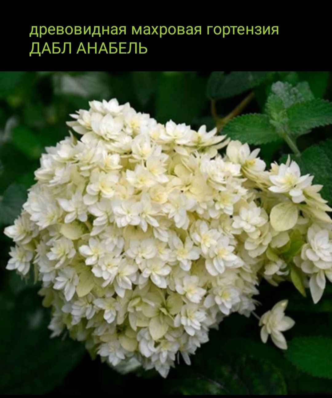 Цветы для букетов, саженцы гортензий