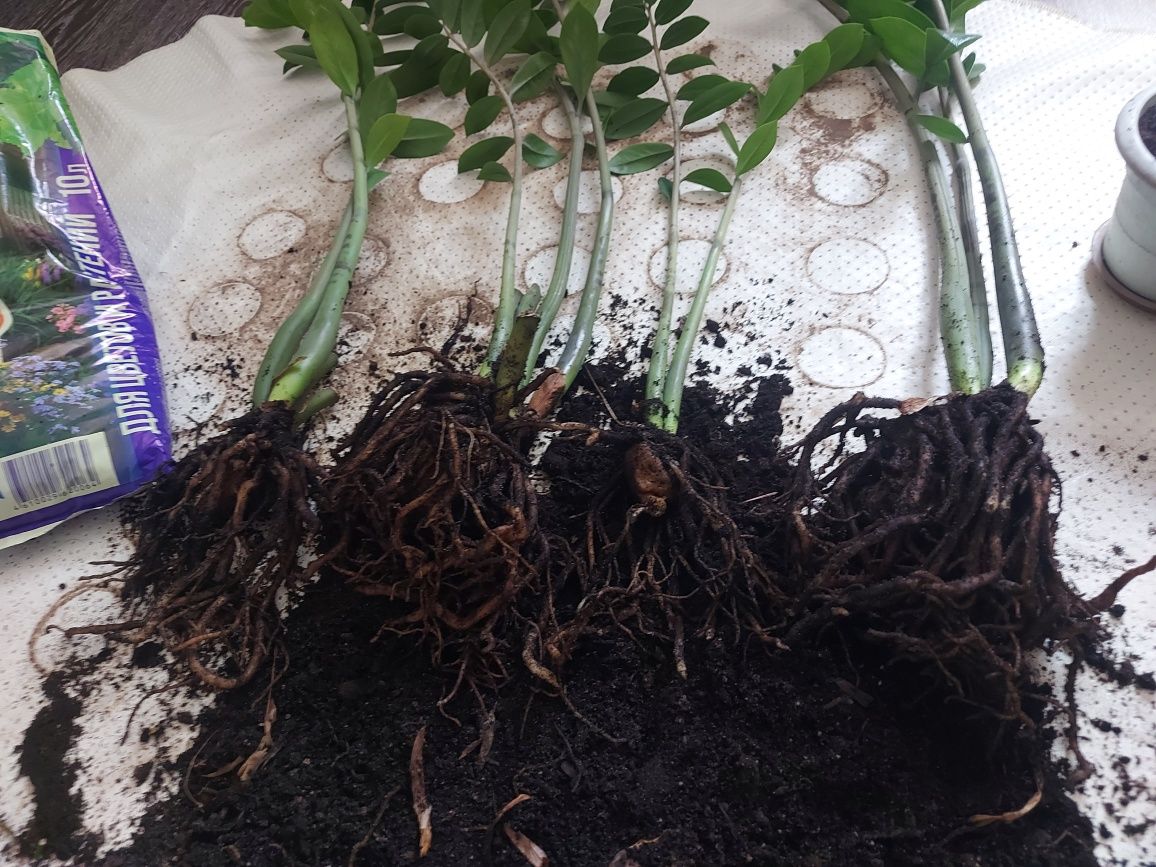 Продам Замиокулькас/ долларовое дерево
