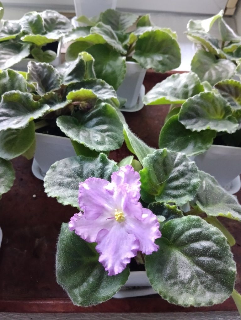 Продам красивую фиалку