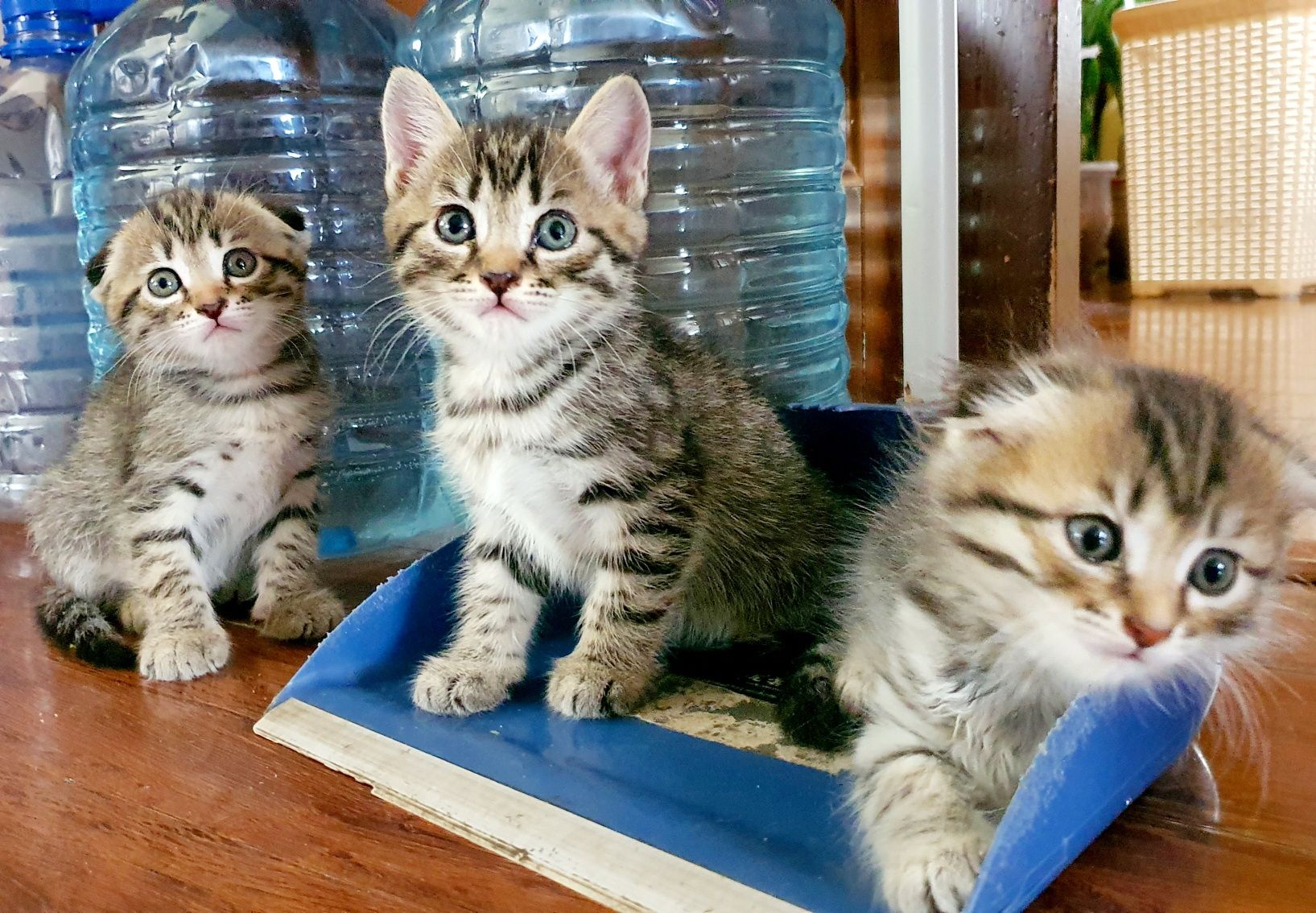 Котята скотиш фолд и страйт