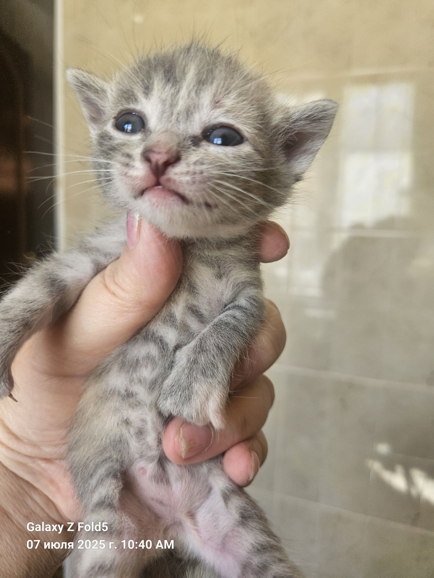 Отдам котят в хорошие руки