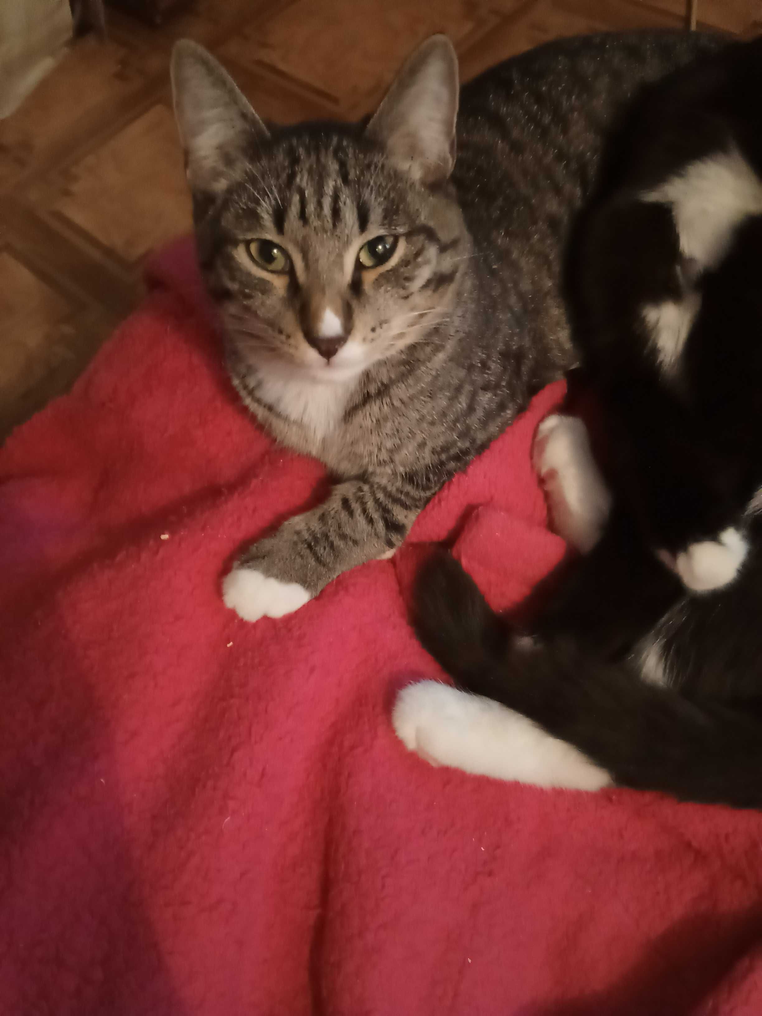 Отдам молодых котиков в хорошие руки