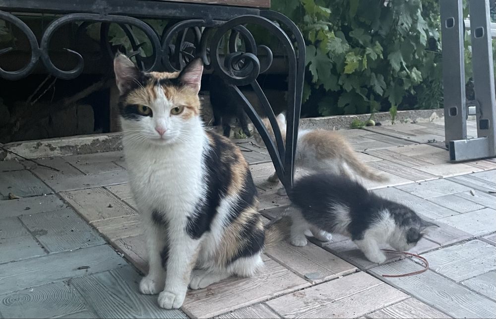 Отдам котят в добрые руки бесплатно