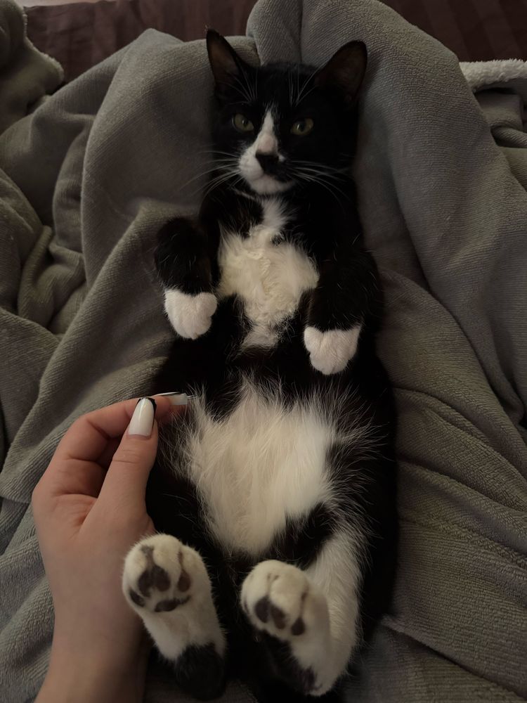 Кот домашиний не породистый